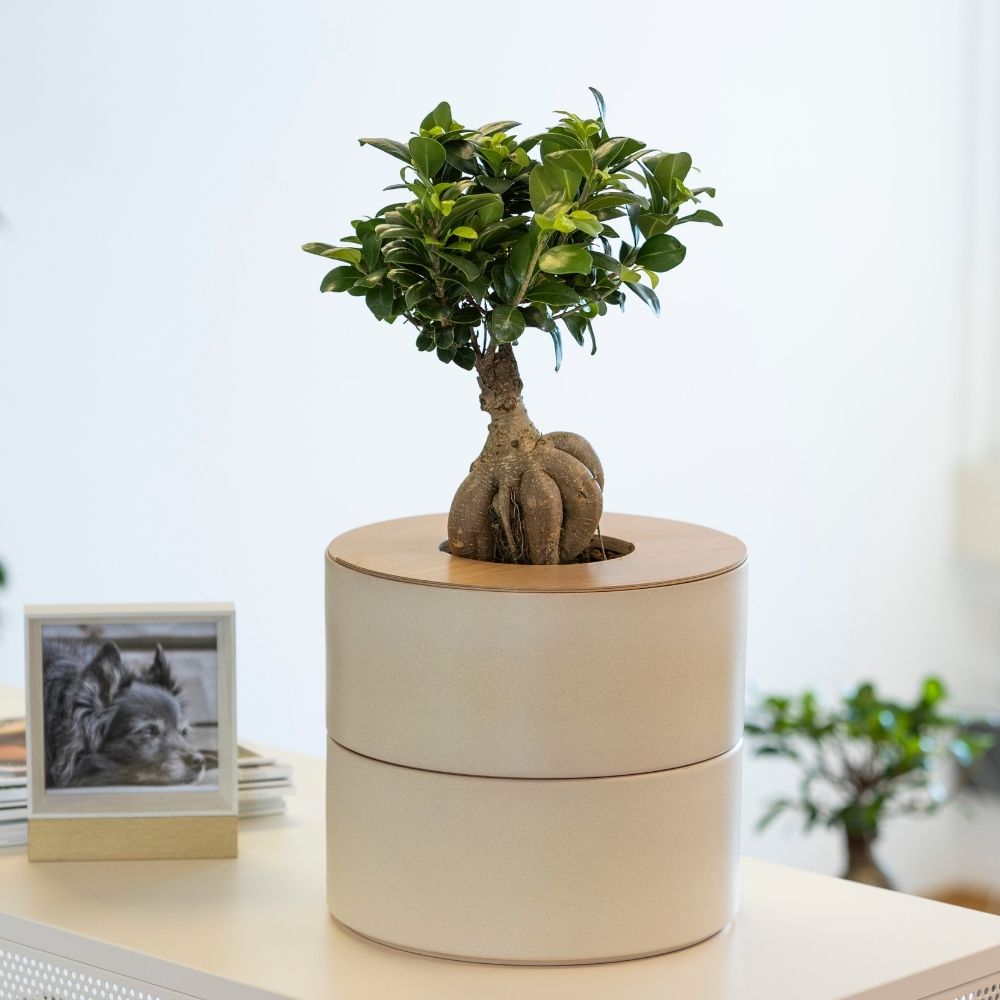 zweiteilige Keramikurne und Ginseng Bonsai (inkl. Leinensäckchen)