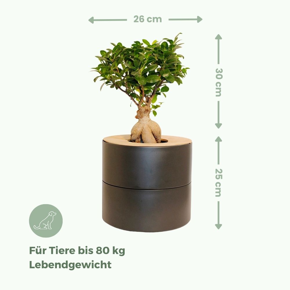 zweiteilige Keramikurne und Ginseng Bonsai (inkl. Leinensäckchen)