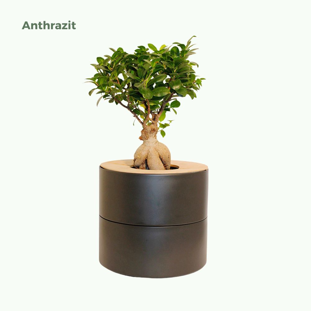 zweiteilige Keramikurne und Ginseng Bonsai (inkl. Leinensäckchen)