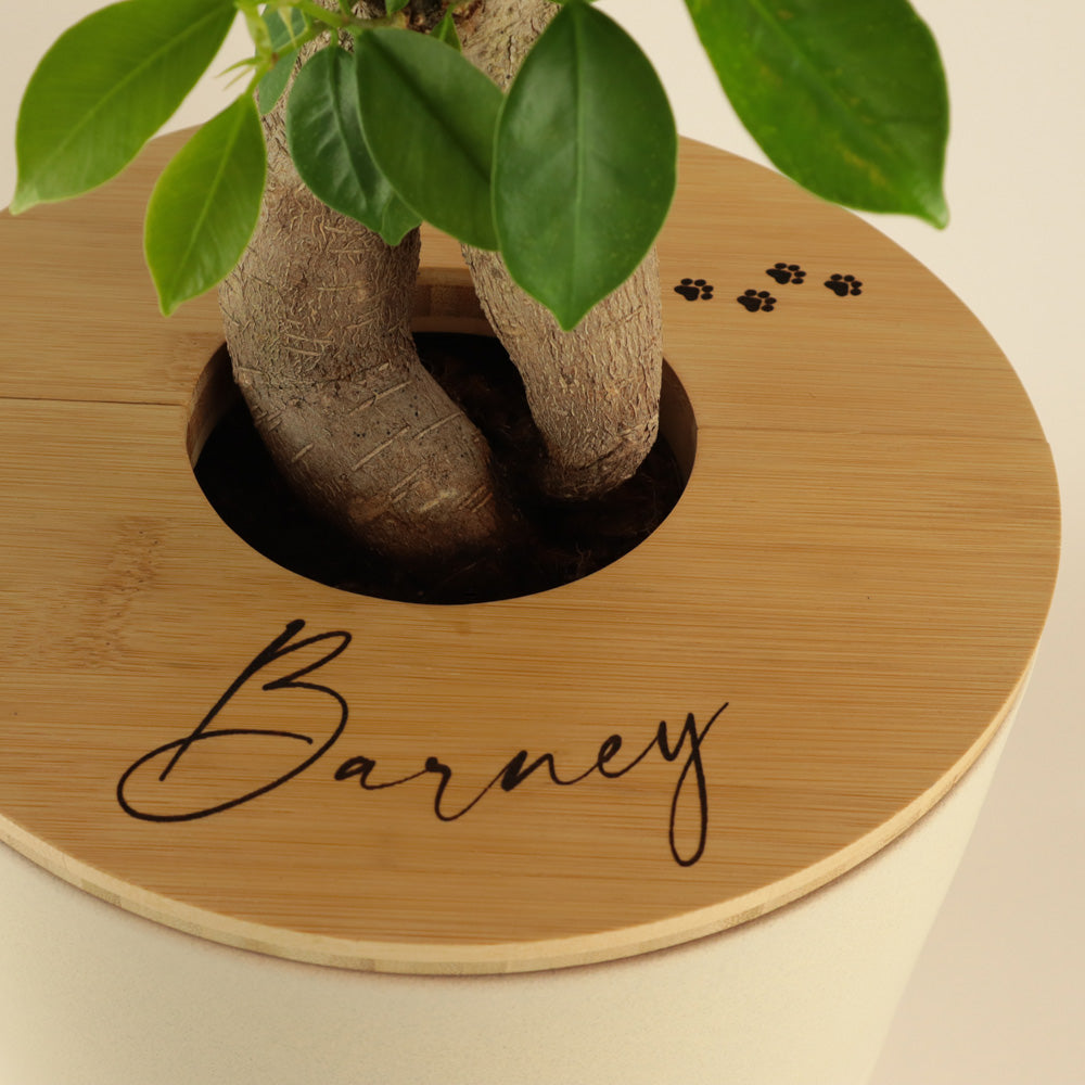 zweiteilige Keramikurne und Ginseng Bonsai (inkl. Leinensäckchen)