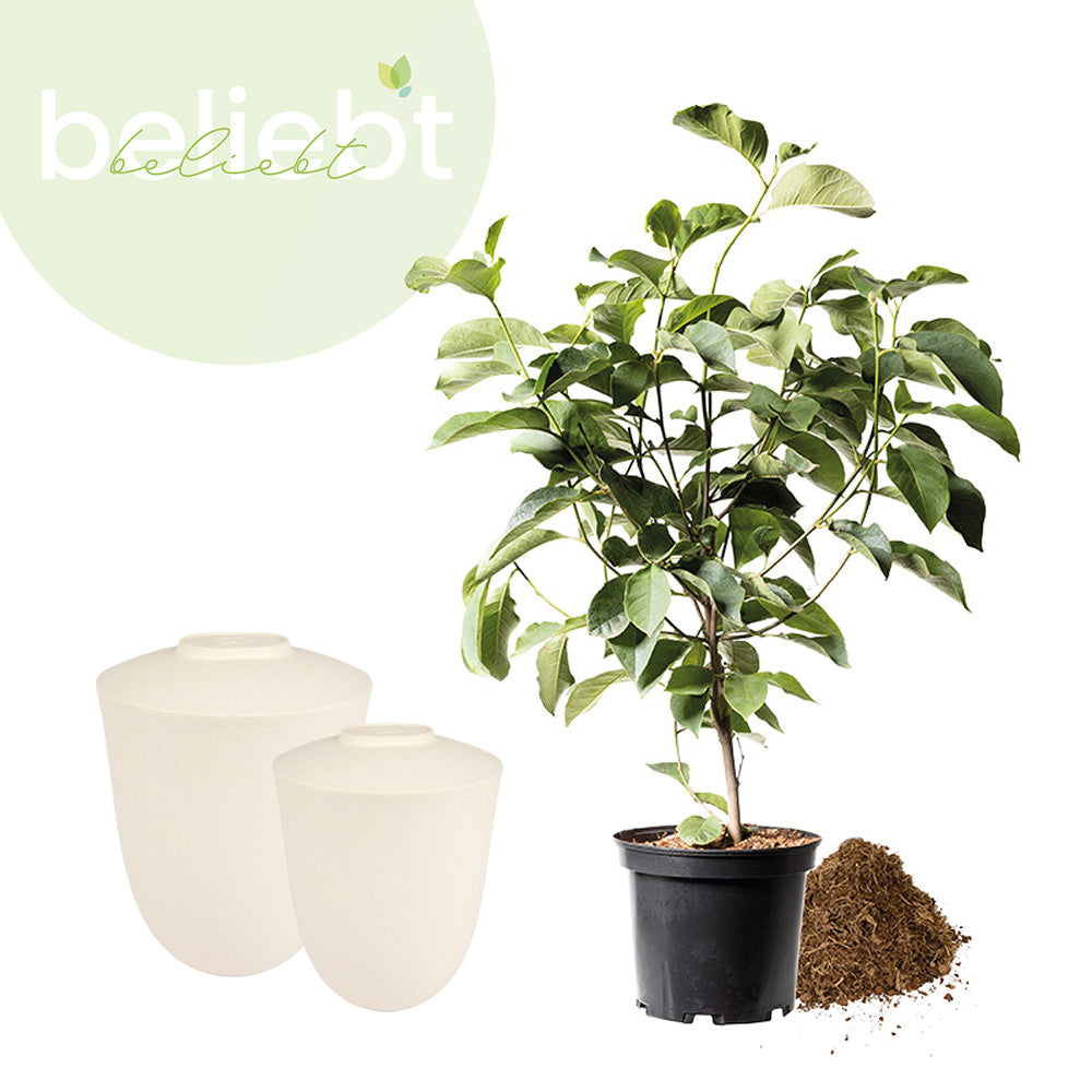 Biologisch abbaubare Tierurne "Paw" und Jungbaum