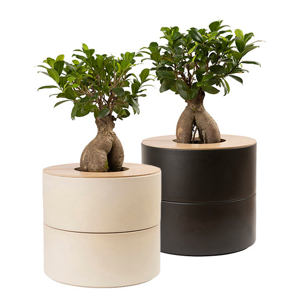 zweiteilige Keramikurne und Ginseng Bonsai (inkl. Leinensäckchen)