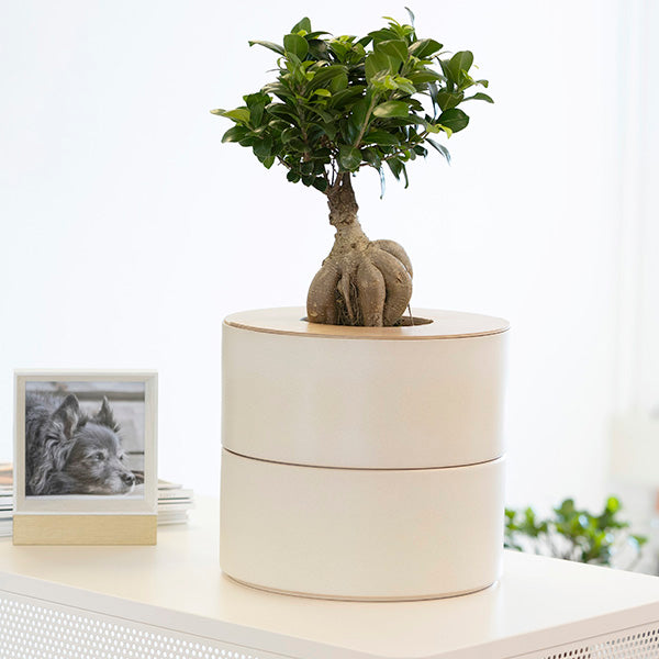 zweiteilige Keramikurne und Ginseng Bonsai (inkl. Leinensäckchen)