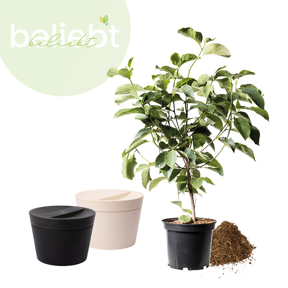 Biologisch abbaubare Tierurne 'Pure' und Jungbaum