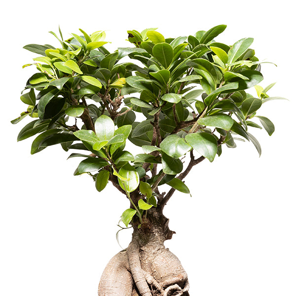 zweiteilige Keramikurne und Ginseng Bonsai (inkl. Leinensäckchen)