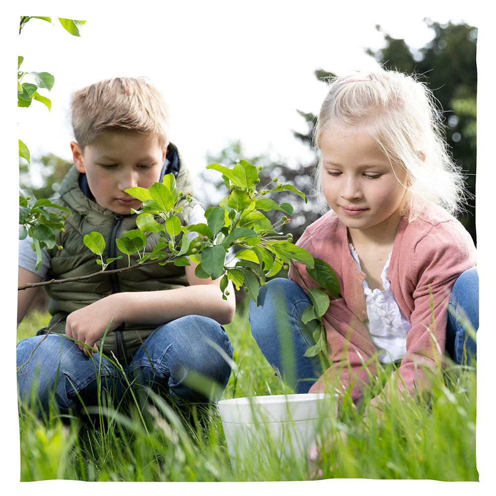 Biologisch abbaubare Tierurne 'Pure' und Jungbaum