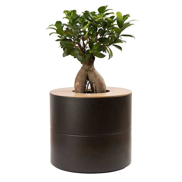 zweiteilige Keramikurne und Ginseng Bonsai (inkl. Leinensäckchen)