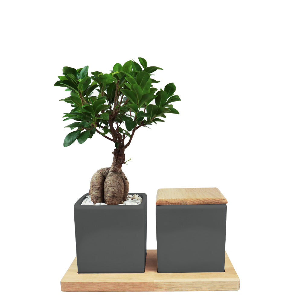 Keramikurne und Ginseng Bonsai auf Holztablett