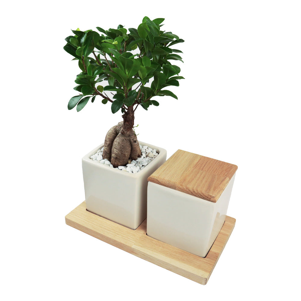 Keramikurne und Ginseng Bonsai auf Holztablett