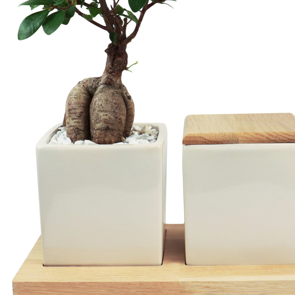 Keramikurne und Ginseng Bonsai auf Holztablett