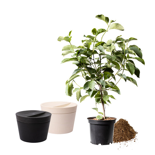 Biologisch abbaubare Tierurne 'Pure' und Jungbaum