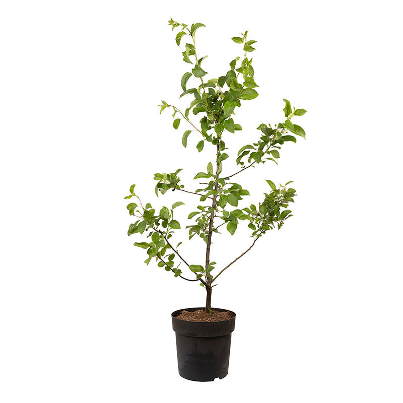 Biologisch abbaubare Tierurne 'Pure' und Jungbaum