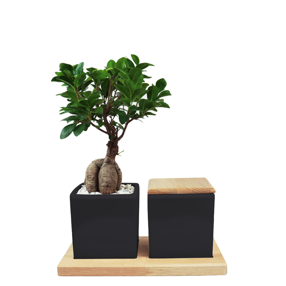 Keramikurne und Ginseng Bonsai auf Holztablett