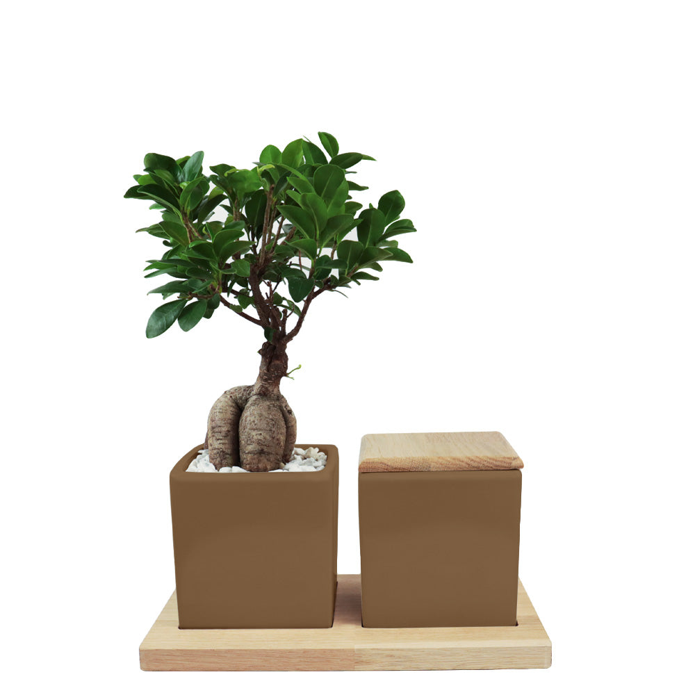 Keramikurne und Ginseng Bonsai auf Holztablett