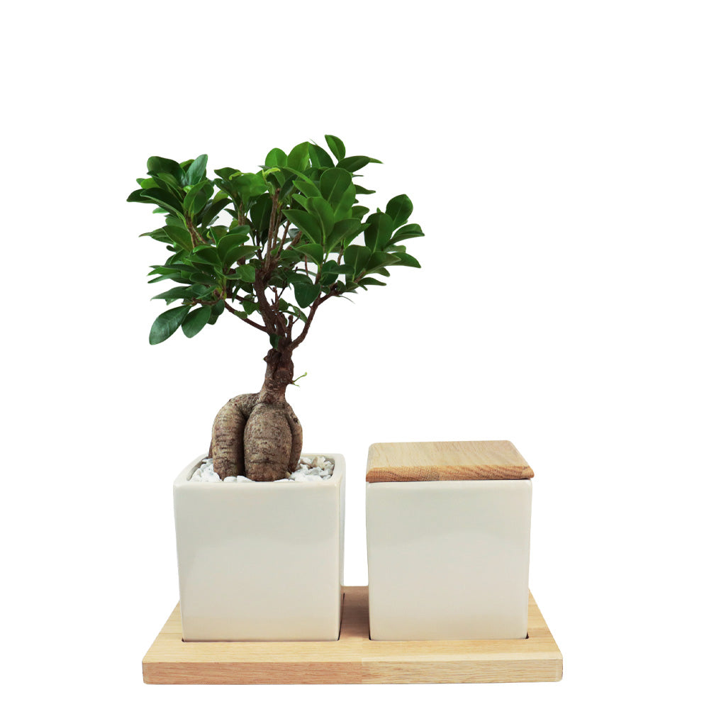 Keramikurne und Ginseng Bonsai auf Holztablett