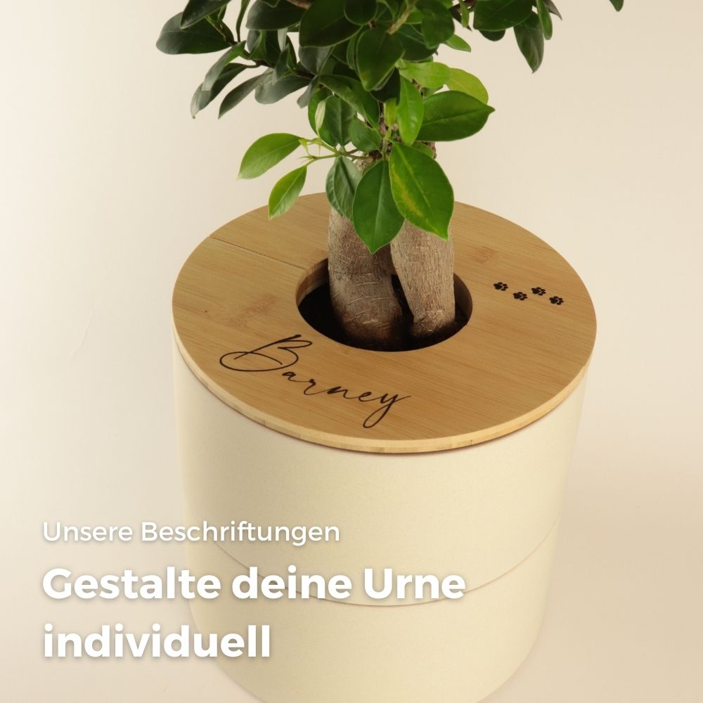 zweiteilige Keramikurne und Ginseng Bonsai (inkl. Leinensäckchen)