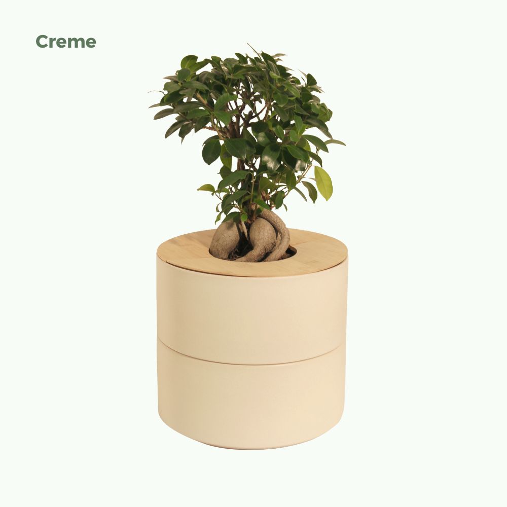 zweiteilige Keramikurne und Ginseng Bonsai (inkl. Leinensäckchen)