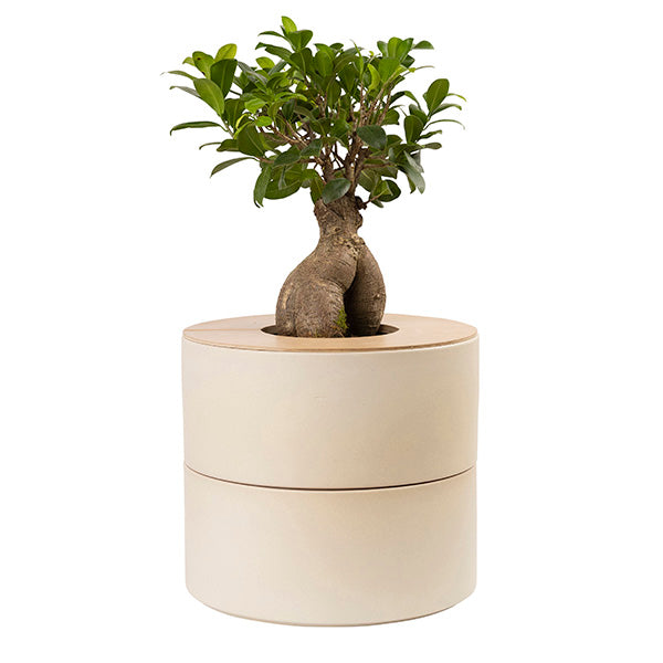 zweiteilige Keramikurne und Ginseng Bonsai (inkl. Leinensäckchen)
