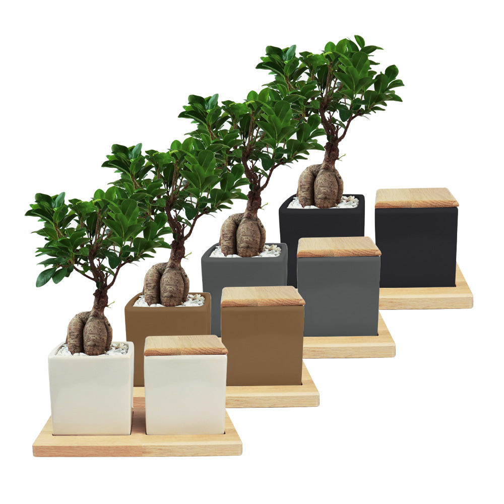 Keramikurne und Ginseng Bonsai auf Holztablett